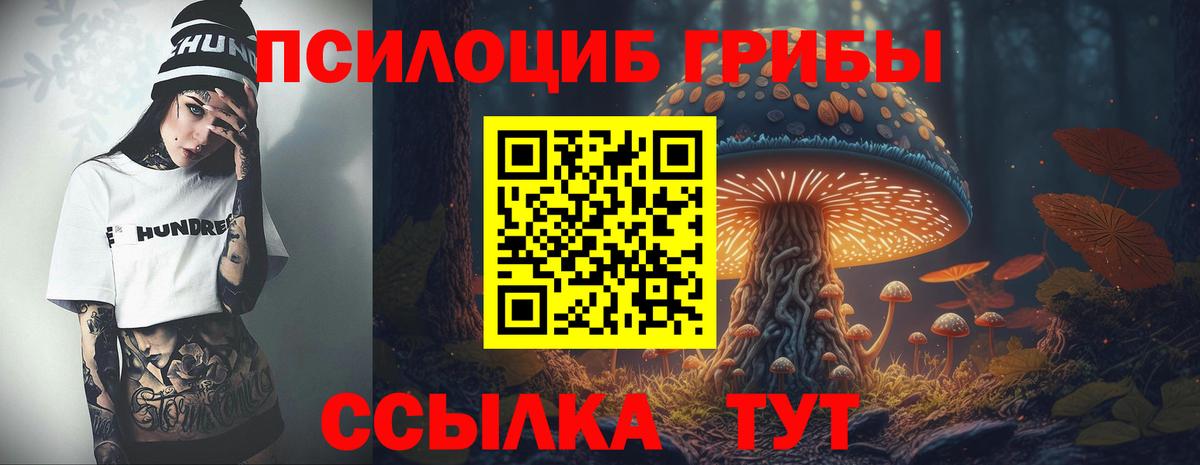 Псилоцибиновые грибы Cubensis Горно-Алтайск